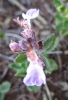 Teucrium chamaedrys 3 de 3