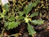 Teucrium chamaedrys ? 4/4