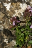 Teucrium chamaedrys L.