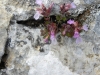 Teucrium chamaedrys L.