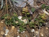 Teucrium chamaedrys L.