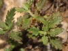 Teucrium chamaedrys L.