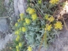 Teucrium polium subsp.aureum ? 3 de 3