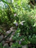 Teucrium scordium L. subsp. scordium