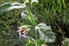 Teucrium scordium L. subsp. scordium