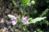 Teucrium scordium L. subsp. scordium