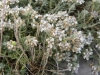 Teucrium capitatum 2/2