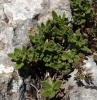 Teucrium chamaedrys