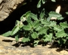 Teucrium chamaedrys