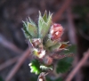 Teucrium chamaedrys L.