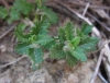 Teucrium chamaedrys L.