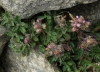 Teucrium chamaedrys L.