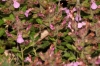 Teucrium sp. 2/2