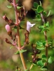 Thymus piperella L.