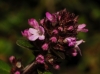 Thymus pulegioides ? 1/3