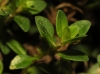 Thymus pulegioides ? 2/3