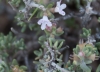 Thymus sp. Thymus sp.