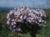 Thymus vulgaris ? 1/2 Thymus vulgaris ? 1/2