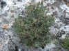 Thymus vulgaris ? 1/2 Thymus vulgaris ? 1/2