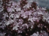 Thymus vulgaris ? 2/2 Thymus vulgaris ? 2/2