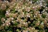 Thymus 1/2 Thymus 1/2