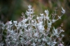 Thymus ? Thymus ?