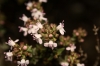 Thymus ? Thymus ?