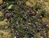 Thymus leptophyllus subsp. paui 1/3