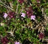 Thymus leptophyllus subsp. paui