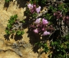 Thymus leptophyllus subsp. paui 3/3