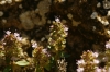 Thymus pulegioides