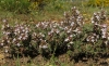 Thymus vulgaris 1/2 (a confirmar)
