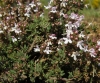 Thymus vulgaris 2/2 (a confirmar)