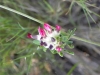 Anthyllis vulneraria L.