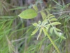 Anthyllis vulneraria L.