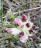 Anthyllis vulneraria L.