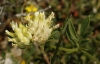 Anthyllis vulneraria L.