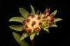 Anthyllis vulneraria L.