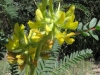 Astragalus alopecuroides L.