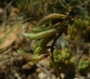 Astragalus austriacus Jacq.