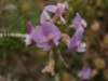 Astragalus austriacus Jacq.