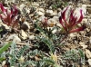 Astragalus incanus L.