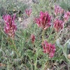 Astragalus incanus L.