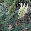 Astragalus monspessulanus L. subsp. gypsophilus Rouy