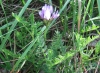 Astragalus stella L.