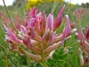 Astragalus incanus L.