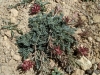 Astragalus incanus L. subsp. incanus