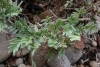 Astragalus nevadensis Boiss. subsp. muticus (Pau) Zarre & Podlech