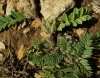 Astragalus sesameus L.