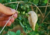 Colutea arborescens ? 1 de 2